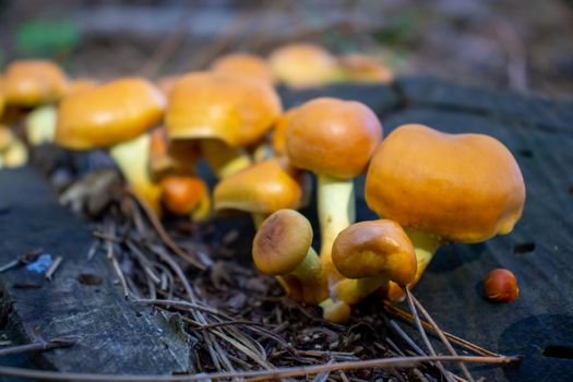 Yellow mushroom close up coming out among the leaves, moss and branches in the mountains among the trees