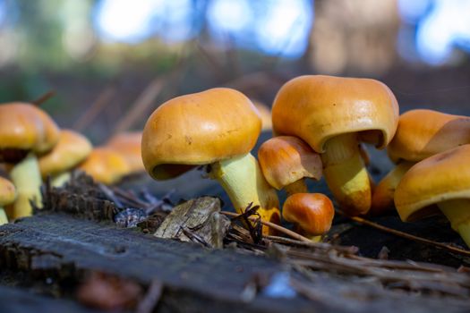 Yellow mushroom close up coming out among the leaves, moss and branches in the mountains among the trees