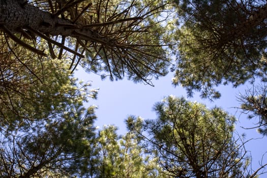 Point of view of green trees with the sky behind upwards.