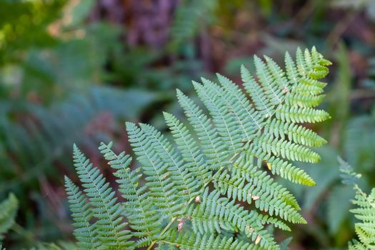 green fern in the mountains with blurred background.