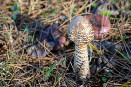 parasol mushroom on the ground in the forest close up. Macrolepiota procera