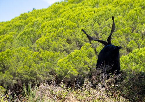 black billy goat with giant horns with forest behind.