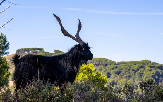black billy goat with giant horns with sky behind.