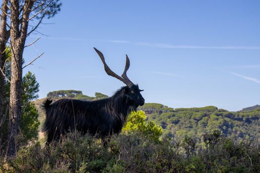 black billy goat with giant horns with sky behind.