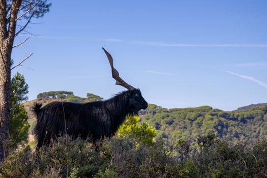black billy goat with giant horns with sky behind.