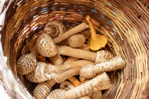 wicker basket with mushrooms close up