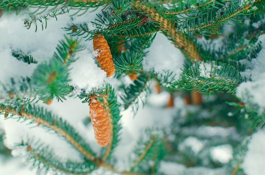 Pine branches covered with hoarfrost. Christmas tree with cone in forest. Winter landscape background. Frost in a snowy forest