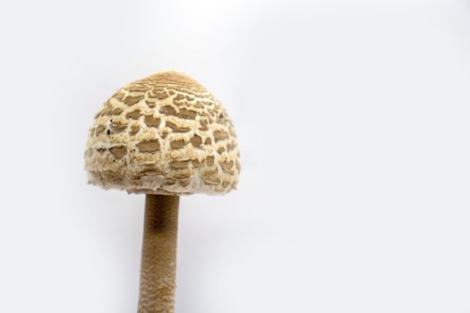 parasol mushroom on white background close up Macrolepiota procera.