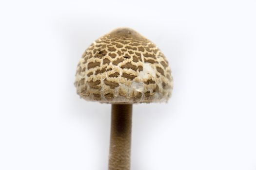 parasol mushroom on white background close up Macrolepiota procera.