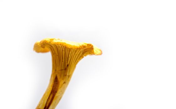 yellow girolle mushroom isolated on white background