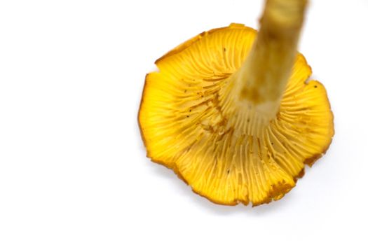 yellow girolle mushroom isolated on white background