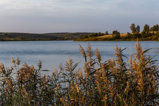 Phragmites australis, common reed - dense thickets in the daylight, lake scenery in the blurred background.