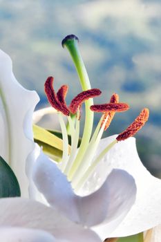 gli stami colorati dell'iris