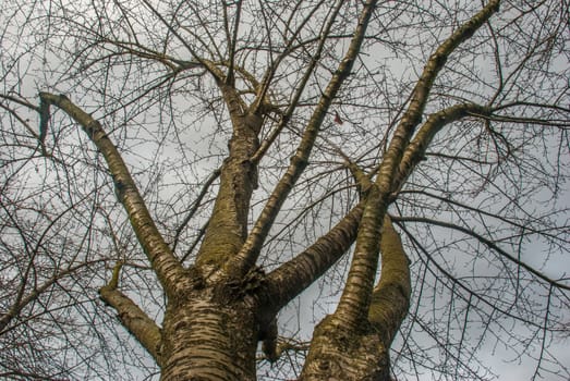 The warm spring sunlight shines through old trees, creating beautiful patterns. Suitable for making through the background.