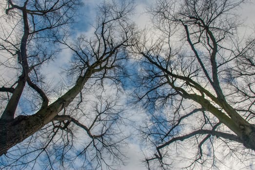 The warm spring sunlight shines through old trees, creating beautiful patterns. Suitable for making through the background.