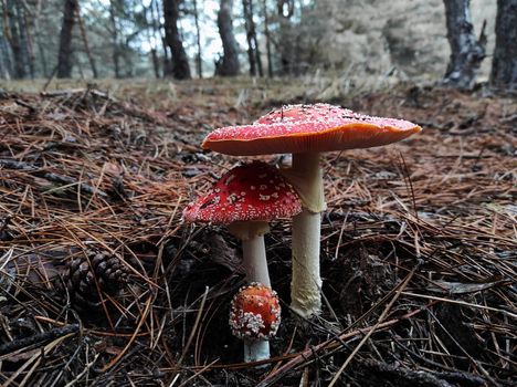 red poisonous mushroom fly agaric in natural environment in pine forest
