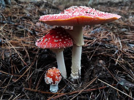 red poisonous mushroom fly agaric in natural environment in pine forest