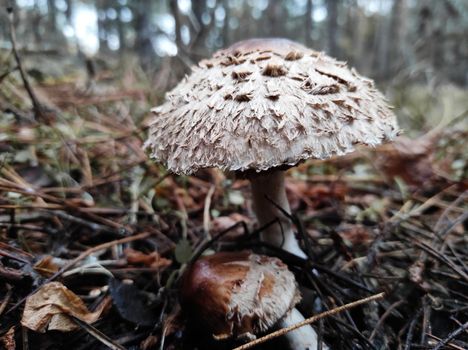 mushroom pallid poisonous toadstool in pine autumn forest, after rain