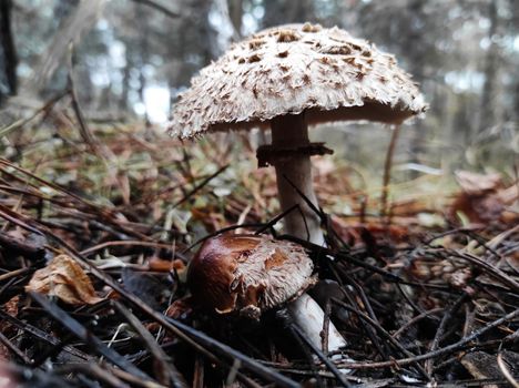 mushroom pallid poisonous toadstool in pine autumn forest, after rain