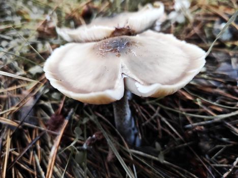 autumn mushrooms on the ground in a pine forest, after rain