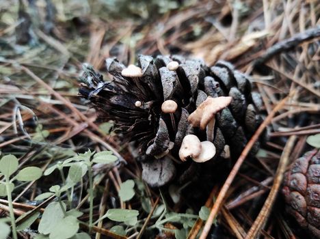 autumn mushrooms on the ground in a pine forest, after rain