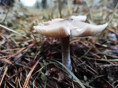 autumn mushrooms on the ground in a pine forest, after rain