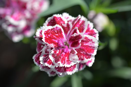 Pink and white carnation flower - Latin name - Dianthus caryophyllus