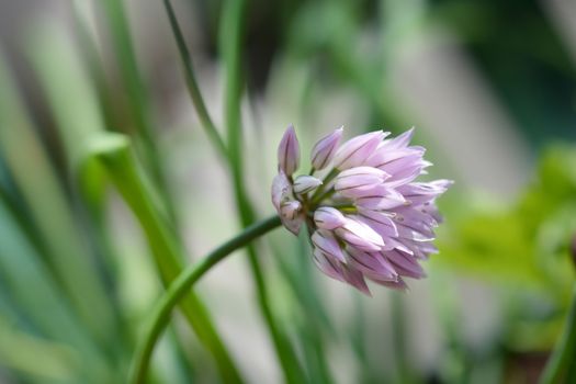 Chives flower - Latin name - Allium schoenoprasum