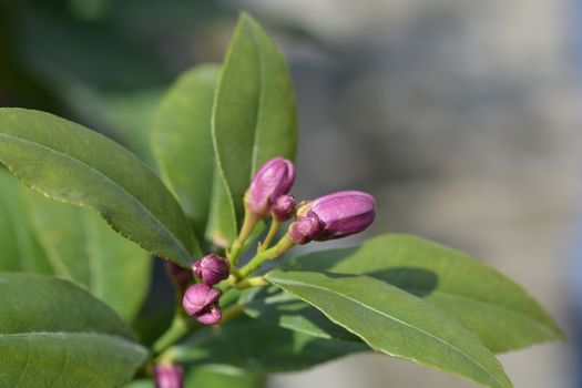 Lemon flower buds - Latin name - Citrus limon