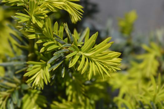 Golden English yew Summergold new leaves - Latin name - Taxus baccata Summergold