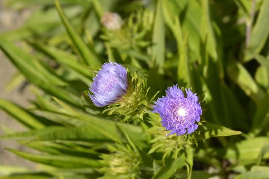 Stokes aster flowers - Latin name - Stokesia laevis