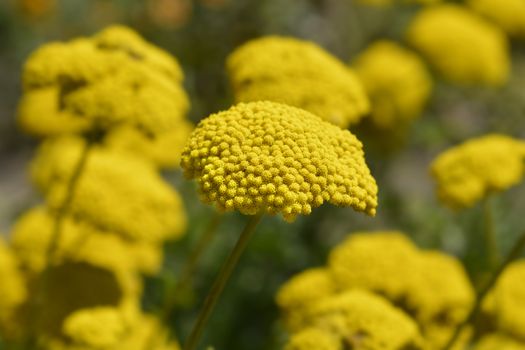 Gold plate yarrow flowers - Latin name - Achillea filipendulina Gold plate