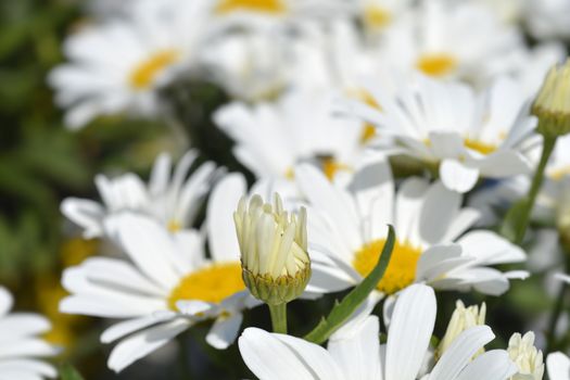 Shasta daisy flowers - Latin name - Leucanthemum maximum