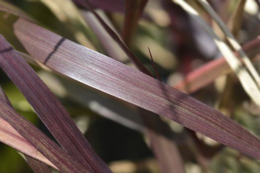 Fountain Grass Rubrum leaves - Latin name - Pennisetum advena Rubrum