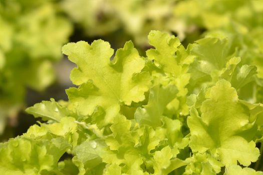 Coral Bells Lime Marmelade leaves - Latin name - Heuchera Lime Marmelade