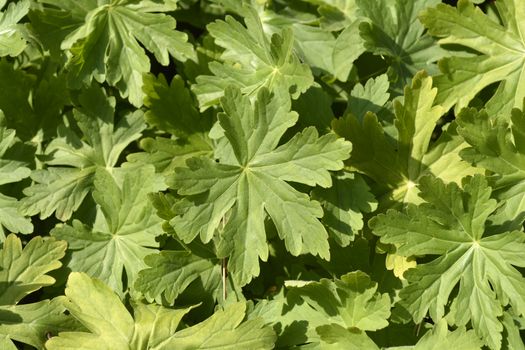 Rock cranesbill leaves - Latin name - Geranium macrorrhizum