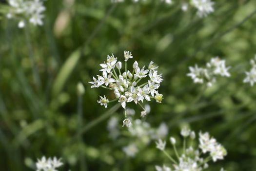 Slender false garlic flower - Latin name - Nothoscordum gracile