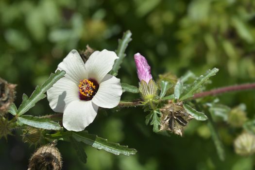 Flower-of-an-hour - Latin name - Hibiscus trionum