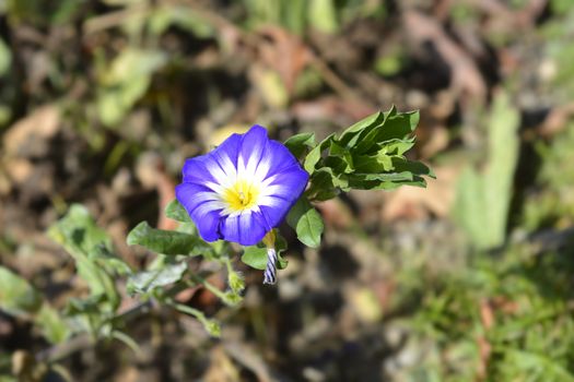 Dwarf Morning Glory Blue Ensign - Latin name - Convolvulus tricolor Blue Ensign