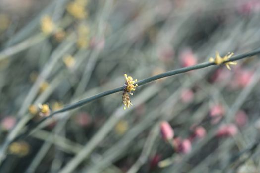 Leafless ephedra flowers - Latin name - Ephedra foeminea (Ephedra fragilis subsp. campylopoda)