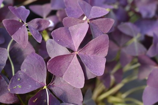 Purple shamrock Mijke leaves - Latin name - Oxalis triangularis Mijke