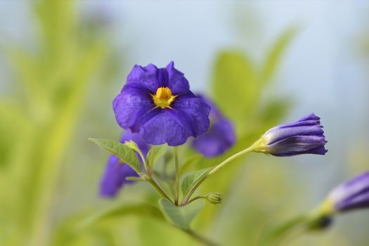 Blue potato bush flowers - Latin name - Lycianthes rantonnetii (Solanum rantonetti)