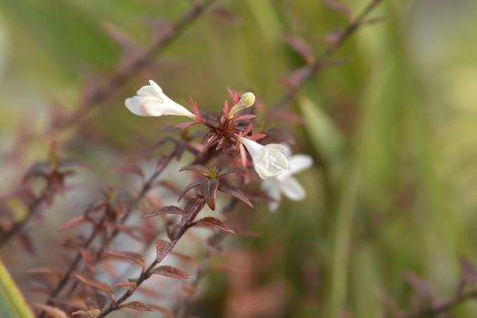 Glossy abelia white flower - Latin name - Abelia x grandiflora