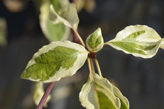 Wedding cake tree leaves - Latin name - Cornus controversa Variegata