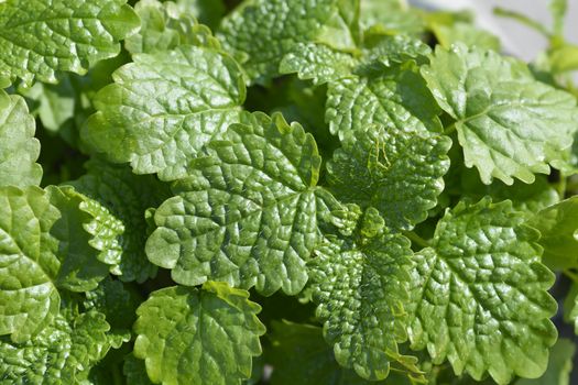 Lemon balm - Latin name - Melissa officinalis