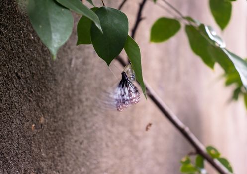 black and white winged butterfly coming out of the cocoon in the morning