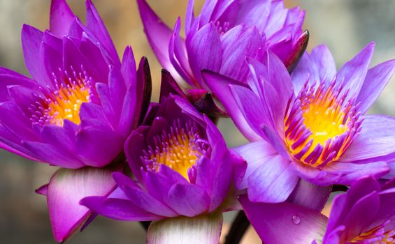 preparing purple tropical water lilies offering for lord Buddha