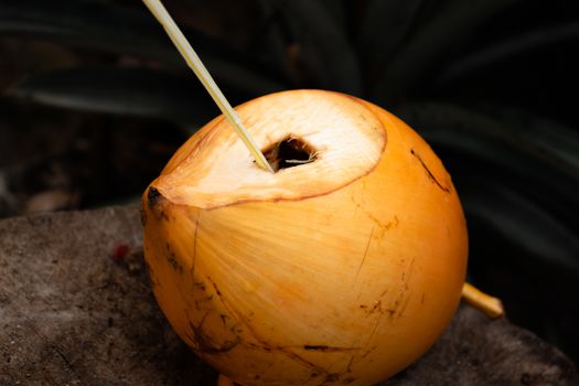 King Coconut is well known as Thembili, is native to Sri Lanka, sweeter than coconut drink.