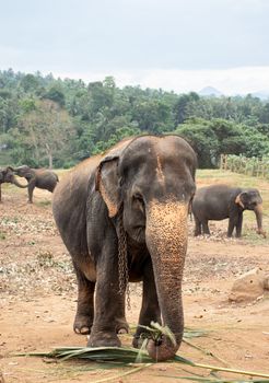 Pinnawala Elephant Orphanage is an nursery and captive breeding ground for wild asian elephants and has the largest herd of captive elephants in the world