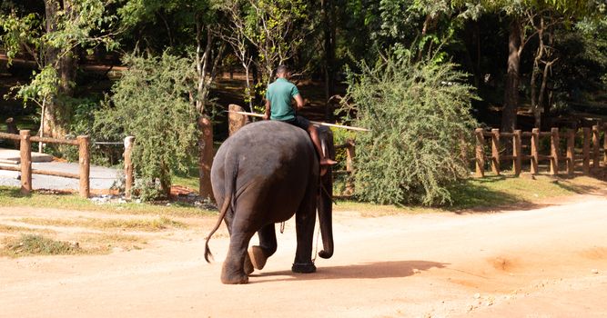 Pinnawala Elephant Orphanage is an nursery and captive breeding ground for wild asian elephants and has the largest herd of captive elephants in the world